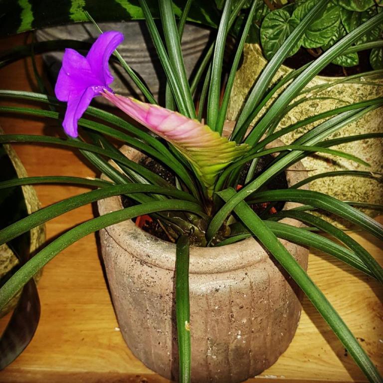 דיזנגוף 40 פרחים דיזנגוף 40 פרחים