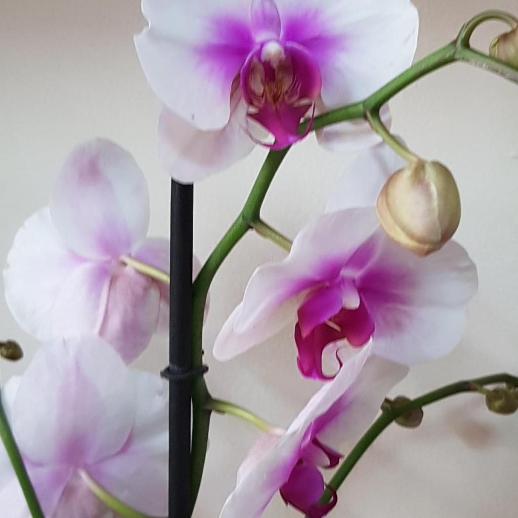 דיזנגוף 40 פרחים דיזנגוף 40 פרחים