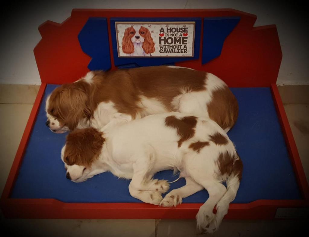 HOME SUITE DOG HOME SUITE DOG