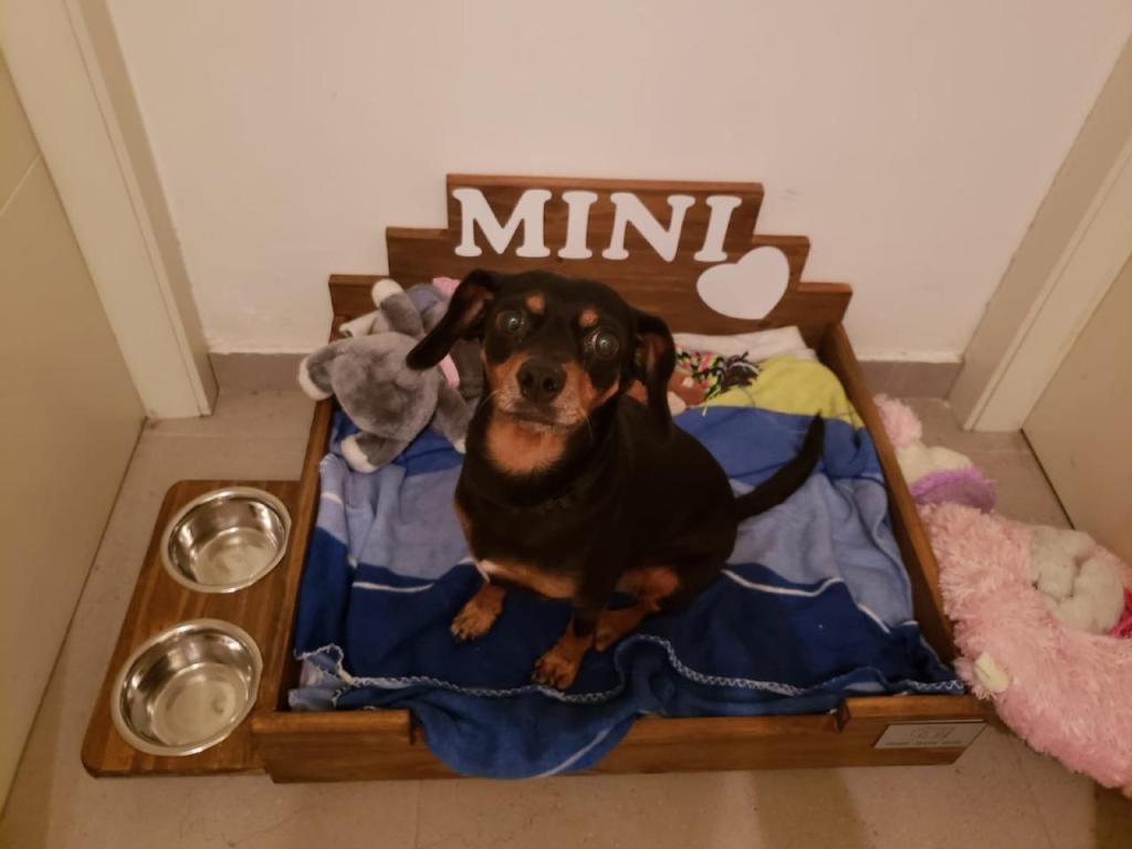 HOME SUITE DOG HOME SUITE DOG