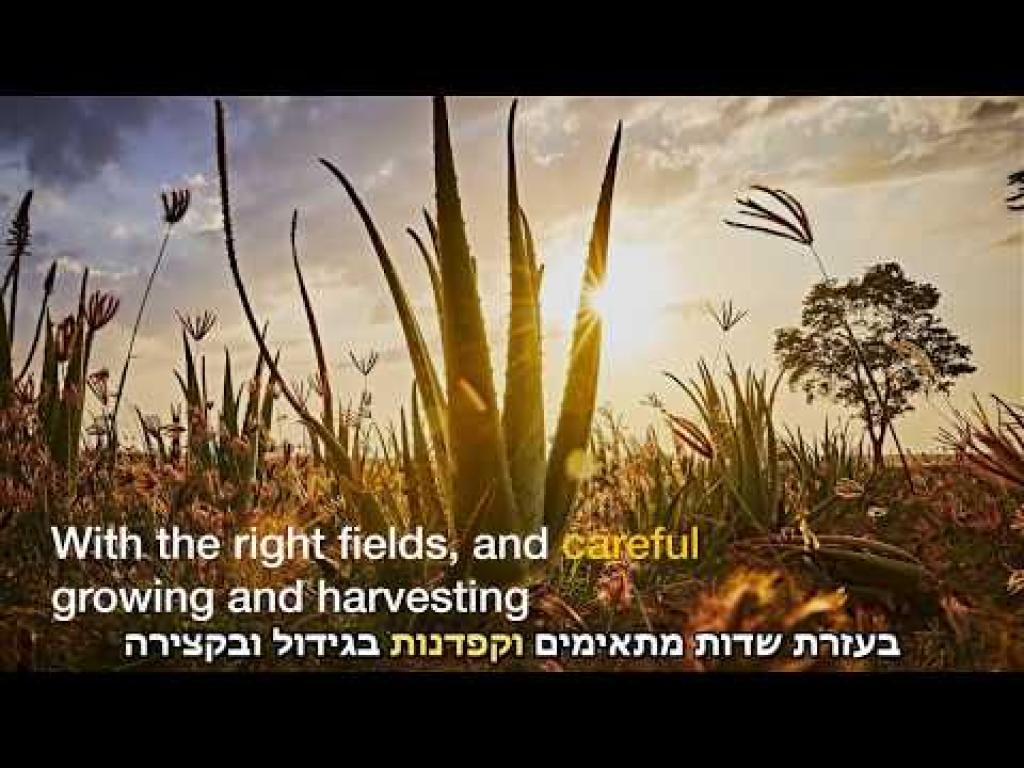 4ever Young 4ever Young