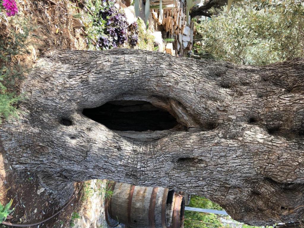 טבע בגובה עיצוב הגן טבע בגובה עיצוב הגן