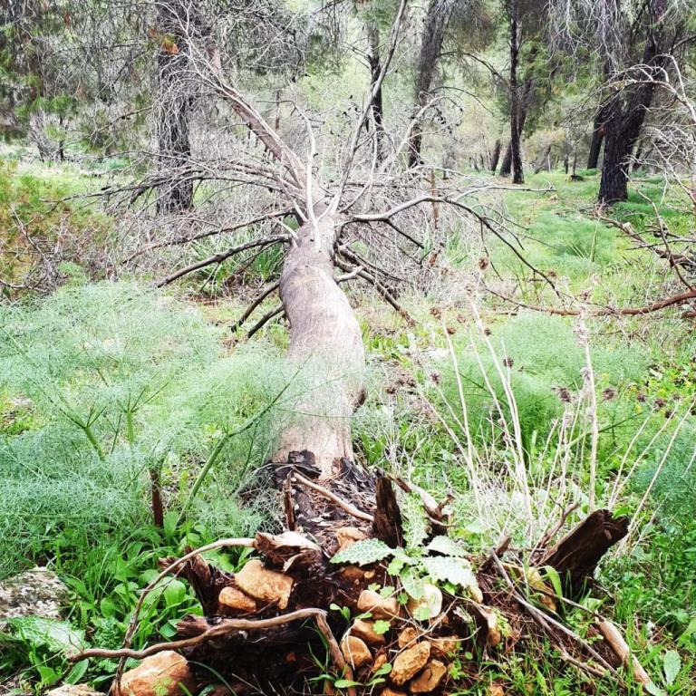 אסף זמיר אסף זמיר