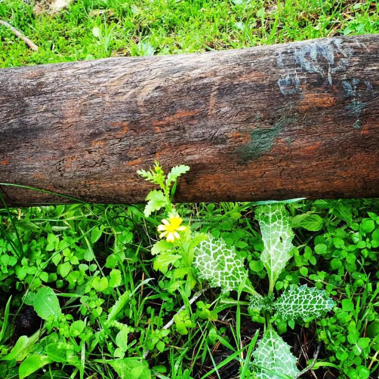 אסף זמיר אסף זמיר