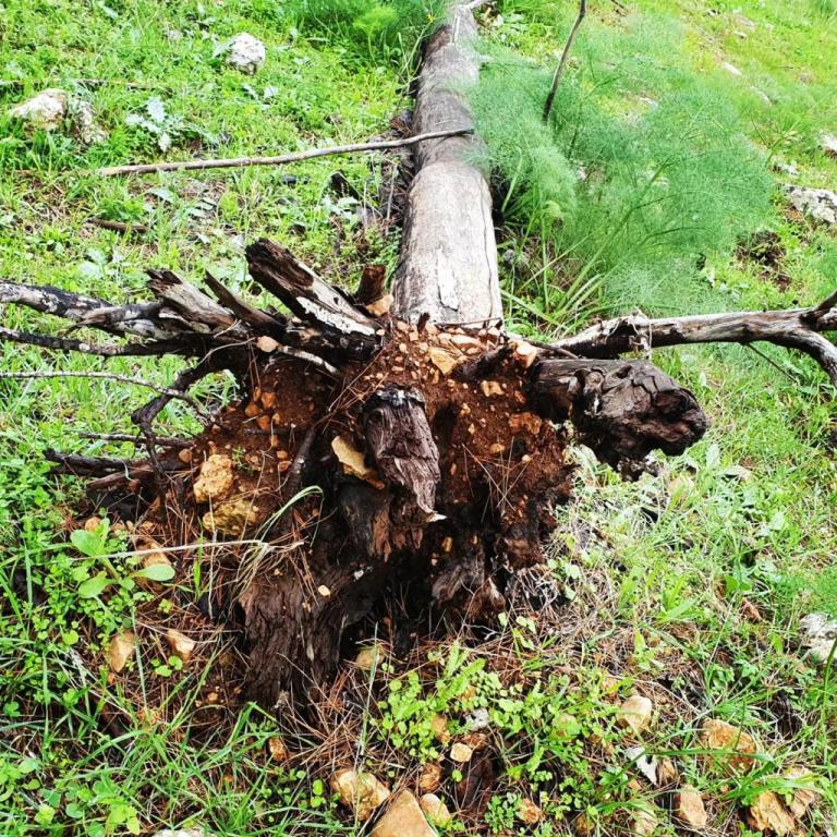 אסף זמיר אסף זמיר