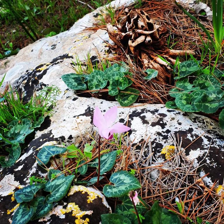 אסף זמיר אסף זמיר