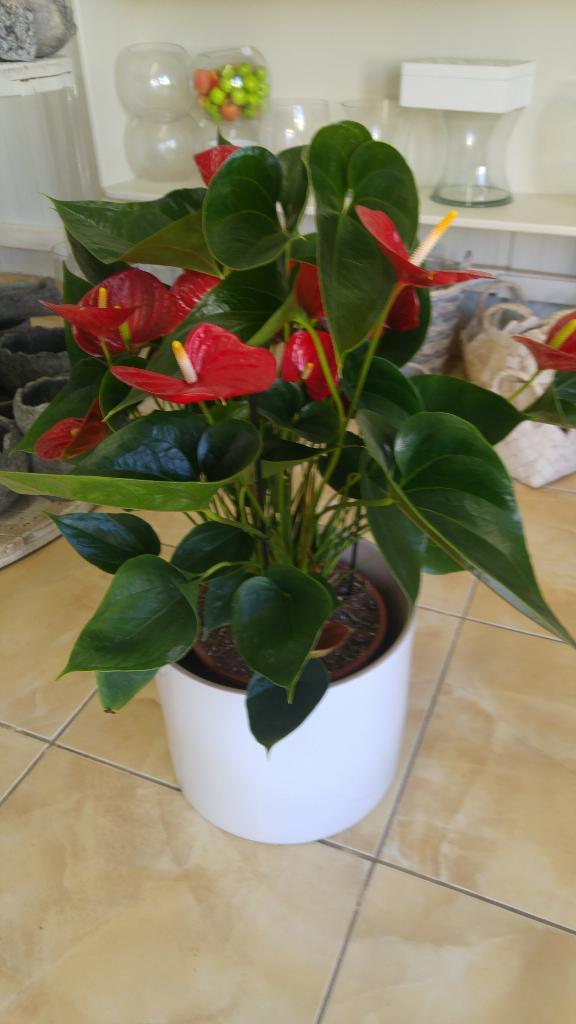 טוליפ פרחים טוליפ פרחים