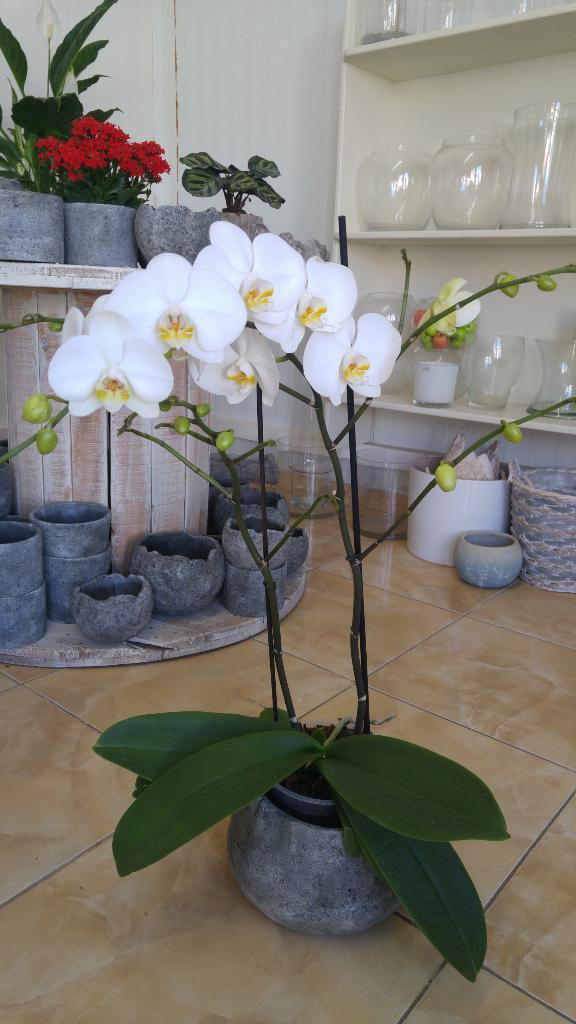 טוליפ פרחים טוליפ פרחים