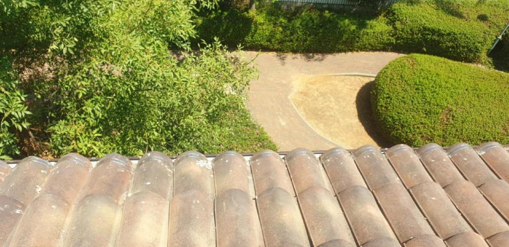 ספיידר נט ספיידר נט