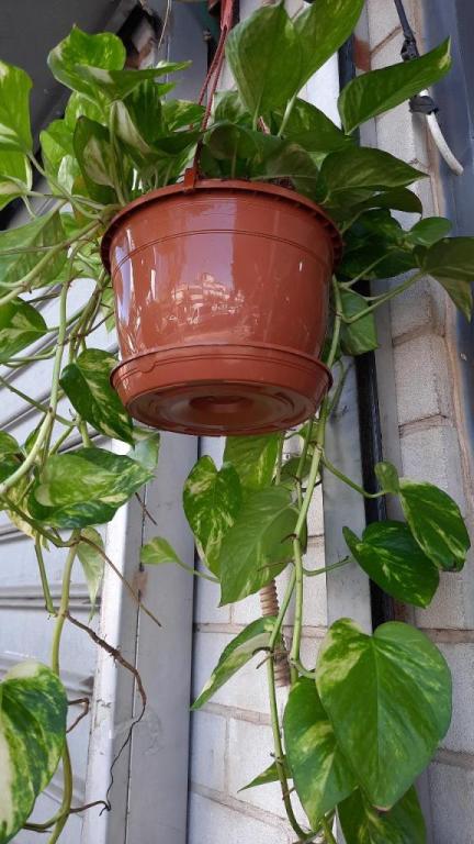 פרחי ההגנה פרחי ההגנה