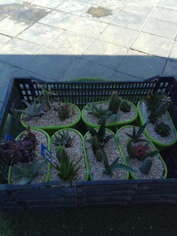 פרחי הקוממיות פרחי הקוממיות