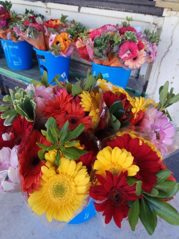 פרחי הקוממיות פרחי הקוממיות