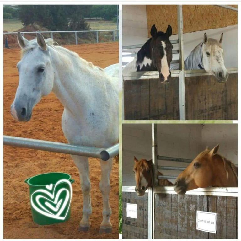 חוות הפיקוס חוות הפיקוס