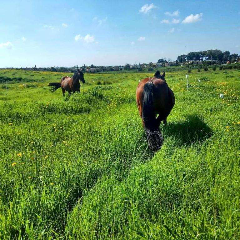 חוות הפיקוס חוות הפיקוס