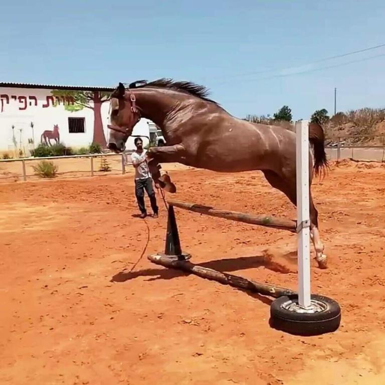 חוות הפיקוס חוות הפיקוס